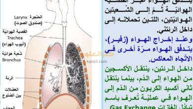 شرح درس الجهاز التنفسي للانسان لمادة العلوم للصف الثامن الفصل الثاني