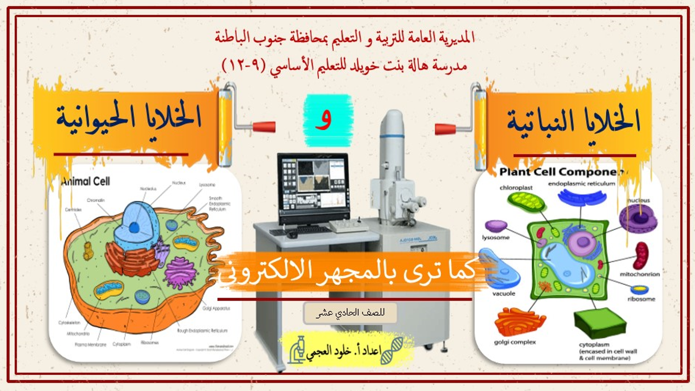 رتب أجزاء الخلية الحيوانية كما هو مطلوب في الشكل أدناه: